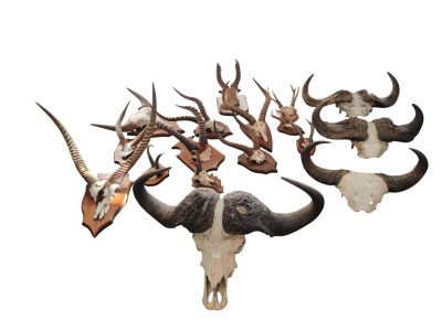 Bel ensemble de massacres comprenant un cervidé, chamois, an…