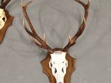 two deer heads with antlers mounted on a wall in a room