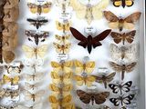 many different types of moths displayed in a display case