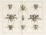 many different types of insects on this page