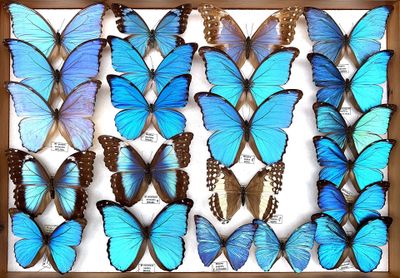 a lot of blue butterflies in a wooden frame
