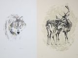 two drawings of a deer and a deer with antlers
