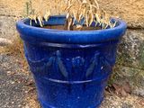 une jardinière bleue posée par terre, contenant des plantes fanées