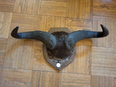 a bull ' s head mounted on the wall of a room