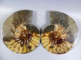 pair of ammonite fossil shells on a white surface