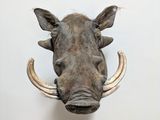 a warthog head mounted on the wall of a room