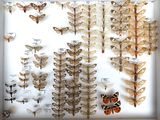 many different types of moths displayed in a white frame