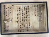 a picture of a display of bugs in a glass case