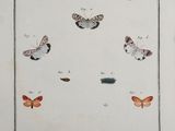 a drawing of a group of butterflies on a sheet of paper