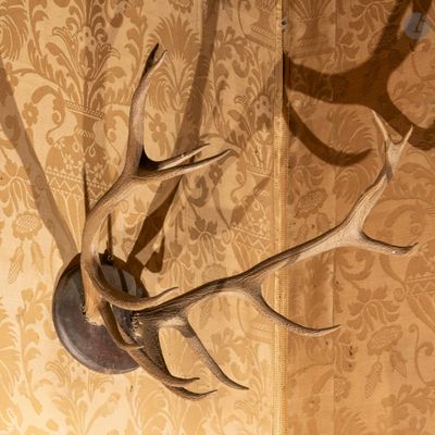une tête de cerf accrochée au mur d'une pièce