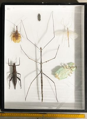 a picture of a display of insects in a glass case
