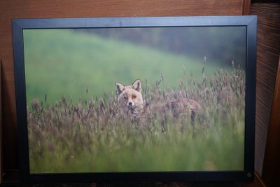 Réunion de photographies dont Renard, Elvis Presley, Maria Félix - Photo 1