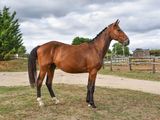 a horse that is standing in the grass near a fence