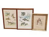trois photos encadrées d'animaux et d'oiseaux sur fond blanc