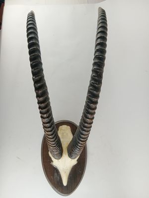 un crâne d'antilope fixé à un mur, lui-même fixé à une surface blanche