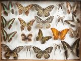 a lot of butterflies that are in a wooden box