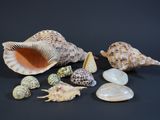 many shells and stones on a black surface