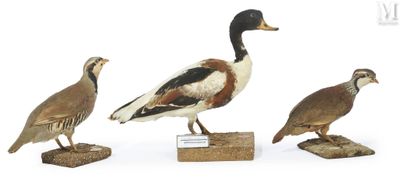 trois oiseaux posés sur un bloc de bois
