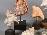 many different types of shells on display on a table
