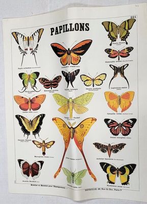 Il y a de nombreuses espèces de papillons dans ce livre
