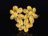 a close up of a bunch of gold flowers on a black surface