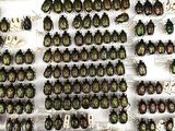 a lot of beetles that are on display on the wall