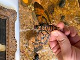 a person holding a moth in their hand next to a painting