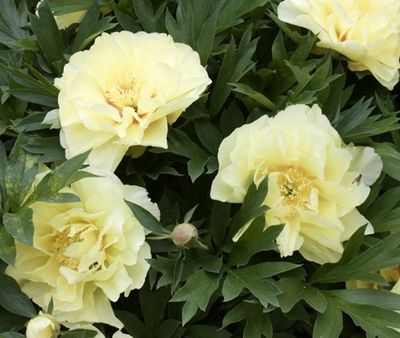 a close up of some yellow flowers with green leaves