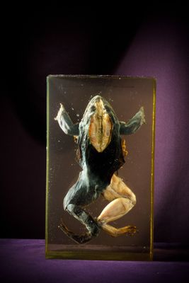 une photo d'une grenouille dans une boîte en verre posée sur une table