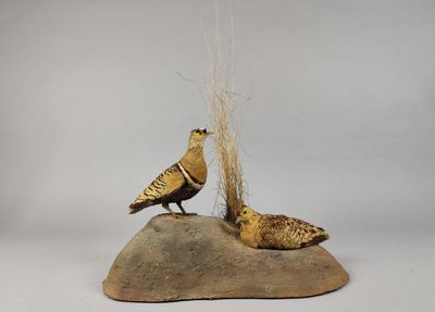 deux oiseaux perchés sur un rocher