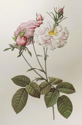 a painting of two pink roses with green leaves on a white background