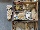two boxes filled with different types of rocks and shells