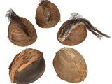four nuts with hair on a white background