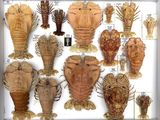 many different types of lobsters displayed in a display case