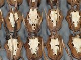 de nombreux crânes de cerfs exposés sur une table