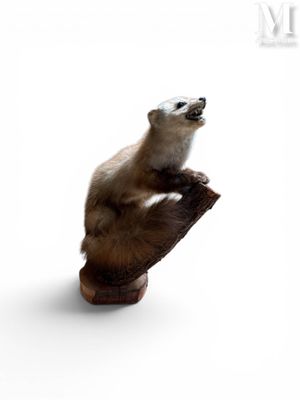 un ours polaire assis sur un tronc d'arbre