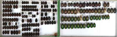many beetles that are on the wall in the room