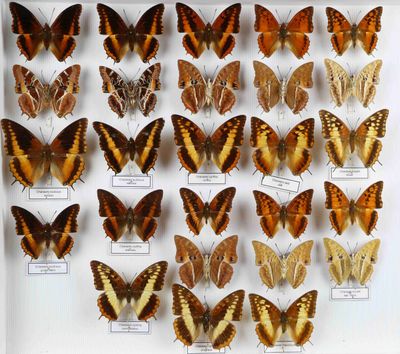 de nombreux types de papillons différents présentés dans une vitrine