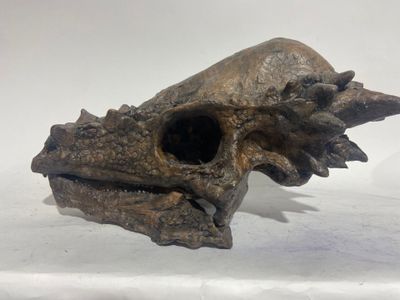 un crâne de petit animal sur une surface blanche