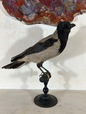 un oiseau perché sur un rocher