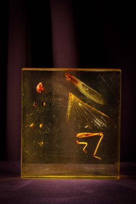 a glass box with a picture of a praying mantisce in it