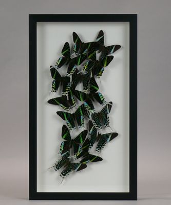 a framed picture of a group of green and black butterflies