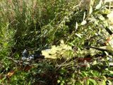 a plane that is sitting in the grass by some bushes