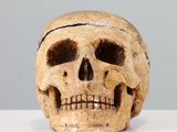 an image of a human skull on a table with a gray background
