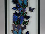 blue butterflies in a shadow box on a white background