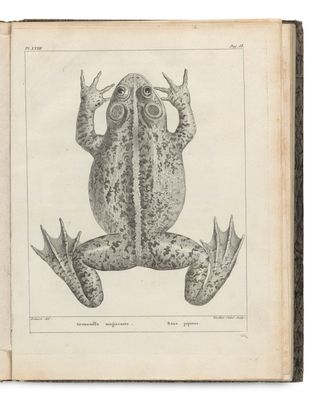 un vieux livre sur la couverture duquel est dessiné une grenouille