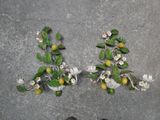 une personne debout à côté d'une plante en pot sur laquelle poussent des citrons