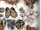 many different types of shells in a display case