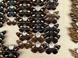 many different types of butterflies displayed on the wall