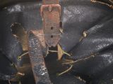 an old helmet with a leather strap is sitting on a table